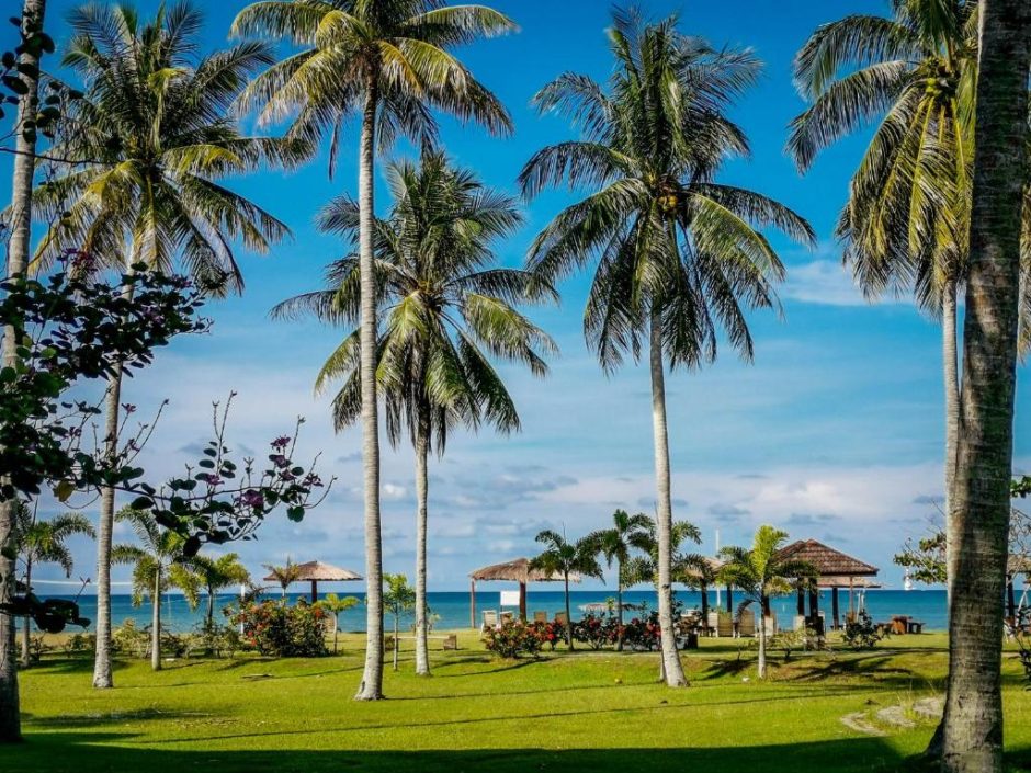 Row of coconut trees at Palm Beach Resort